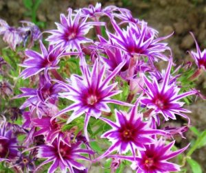 Флокс Звездное Кружево купить по цене от 361р. в интернет-магазине «Посадика» с доставкой почтой в в Мантуровое и по всей России – [изображение №1].