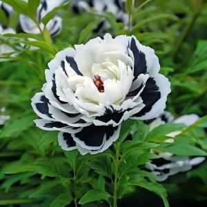 Пион Монохромный Шик купить по цене от 429р. в интернет-магазине «Посадика» с доставкой почтой в в Мантуровое и по всей России – [изображение №1].