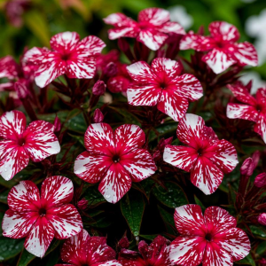 Флокс Ливер Гриммер купить по цене от 590р. в интернет-магазине «Посадика» с доставкой почтой в в Мантуровое и по всей России – [изображение №1].