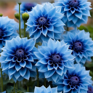 Георгин Вижапе купить по цене от 699р. в интернет-магазине «Посадика» с доставкой почтой в в Мантуровое и по всей России – [изображение №1].