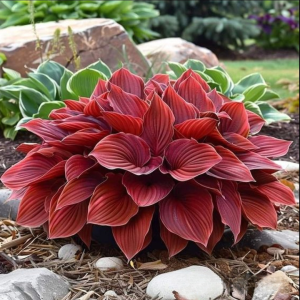 Хоста Рэд Эйнджл купить по цене от 549р. в интернет-магазине «Посадика» с доставкой почтой в в Мантуровое и по всей России – [изображение №1].