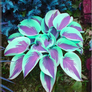 Хоста Висперин Бьюти купить по цене от 379р. в интернет-магазине «Посадика» с доставкой почтой в в Мантуровое и по всей России – [изображение №1].