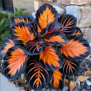 Хоста Сикрет Форест купить по цене от 601р. в интернет-магазине «Посадика» с доставкой почтой в в Мантуровое и по всей России – [изображение №1].