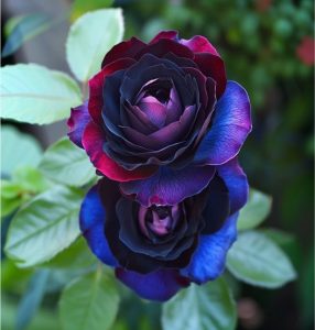 Роза Скарлет Рэвери купить по цене от 489р. в интернет-магазине «Посадика» с доставкой почтой в в Мантуровое и по всей России – [изображение №1].