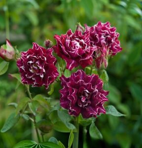 Роза Опаловый Пейзаж купить по цене от 490р. в интернет-магазине «Посадика» с доставкой почтой в в Мантуровое и по всей России – [изображение №1].