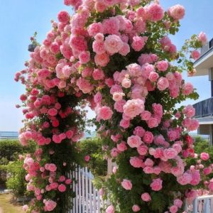 Роза Пастель Розе купить по цене от 605р. в интернет-магазине «Посадика» с доставкой почтой в в Мантуровое и по всей России – [изображение №1].