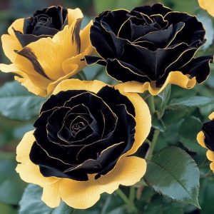 Роза Ханни Сикл купить по цене от 700р. в интернет-магазине «Посадика» с доставкой почтой в в Мантуровое и по всей России – [изображение №1].