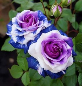 Роза Айвори Каскад купить по цене от 420р. в интернет-магазине «Посадика» с доставкой почтой в в Мантуровое и по всей России – [изображение №1].