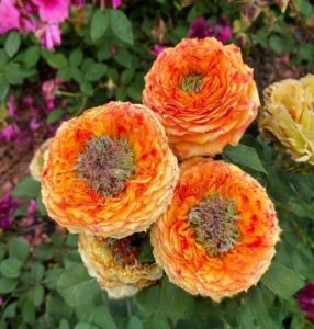 Роза Золотой Мираж купить по цене от 420р. в интернет-магазине «Посадика» с доставкой почтой в в Мантуровое и по всей России – [изображение №1].