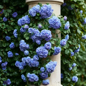 Роза плетистая Блю Перпл купить по цене от 540р. в интернет-магазине «Посадика» с доставкой почтой в в Мантуровое и по всей России – [изображение №1].